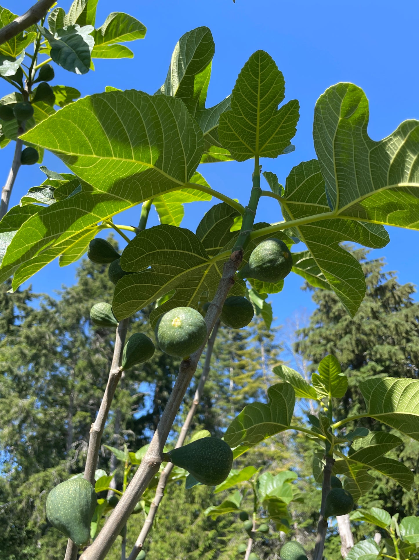 'Desert King' Fig Trees