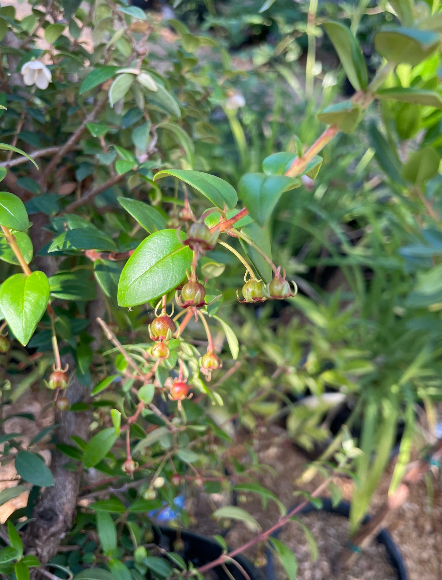 Chilean Guava Plants