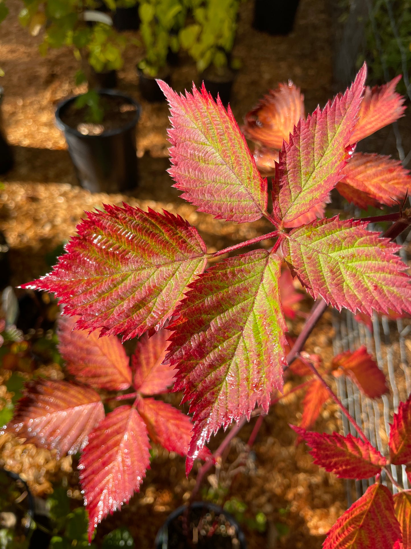 Boysenberry Plants