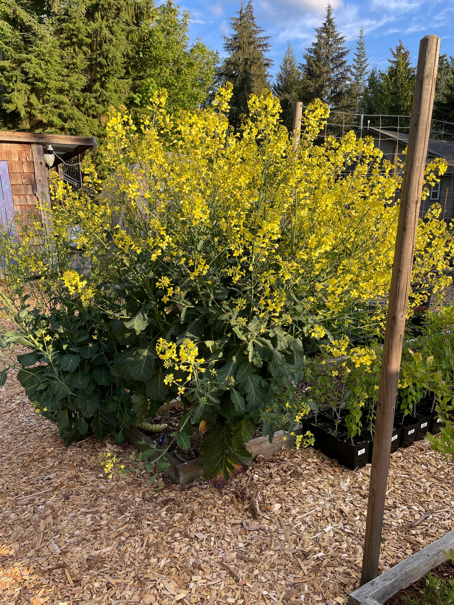 Perennial Kale