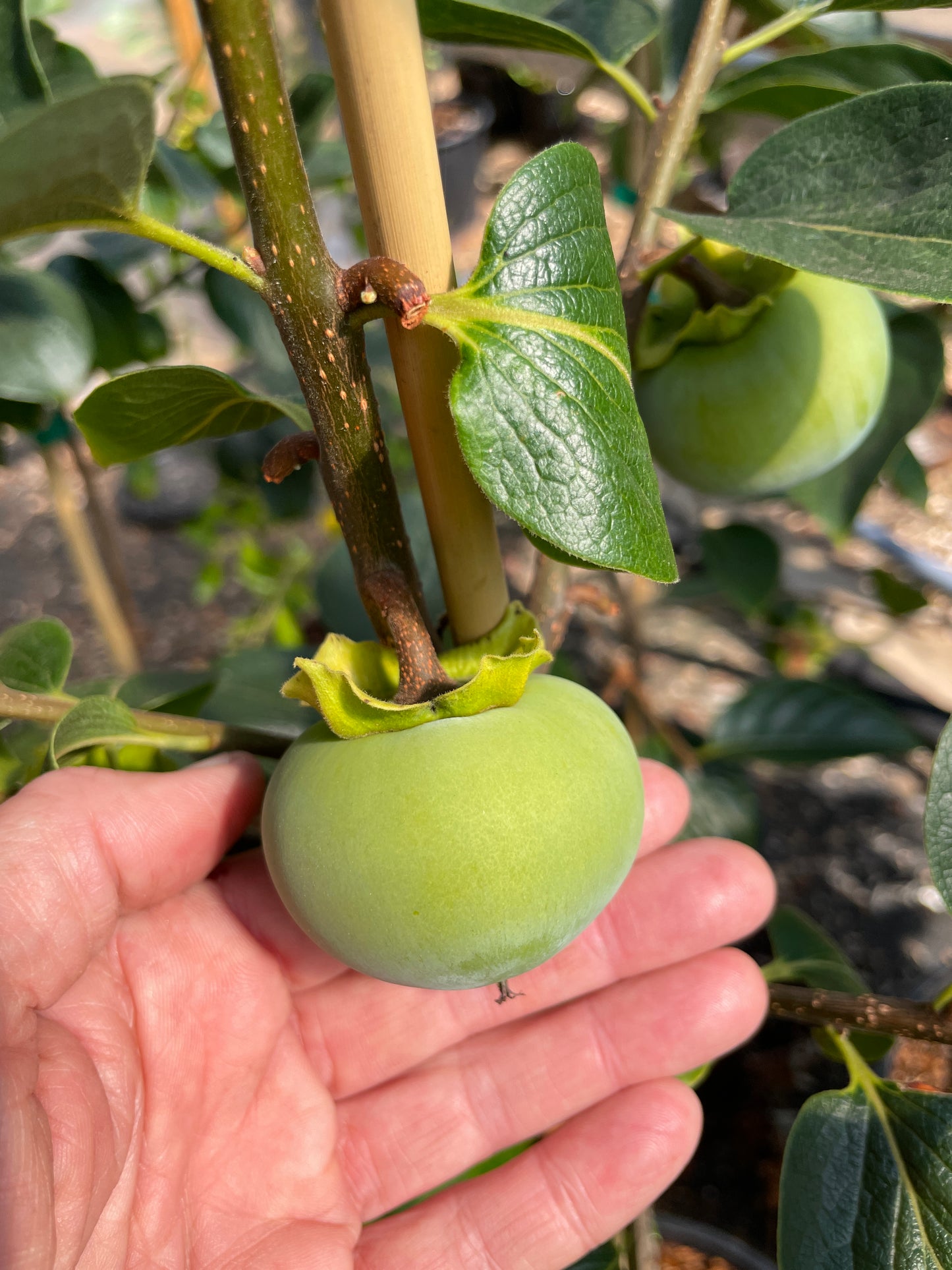 'Nikita's Gift'™ Hybrid Persimmon