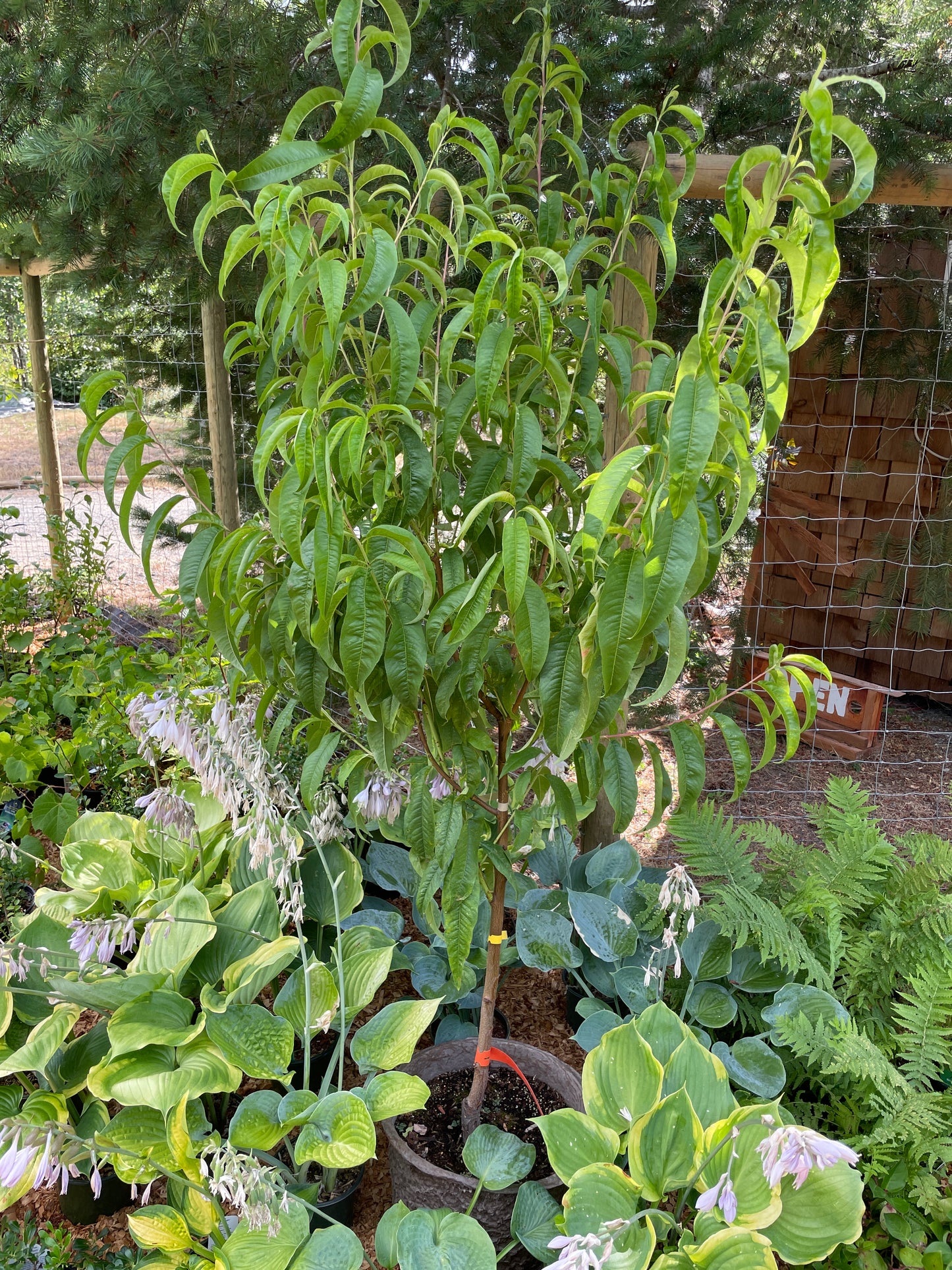 'White Lady' Peach Trees