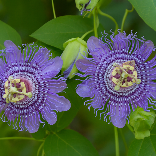 'Fata Confetto' Cold-Hardy Passionfruit (Maypop)