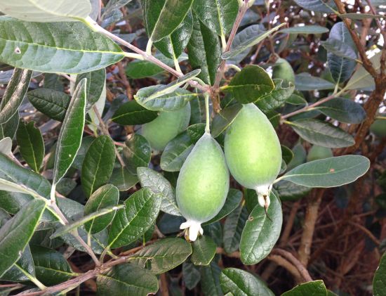 Feijoa (Pineapple Guava) Plants