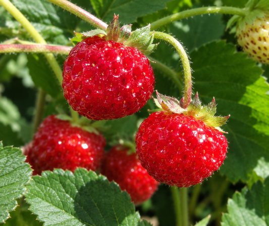 'Framberry' June-bearing Strawberry