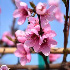 'Frost' Peach