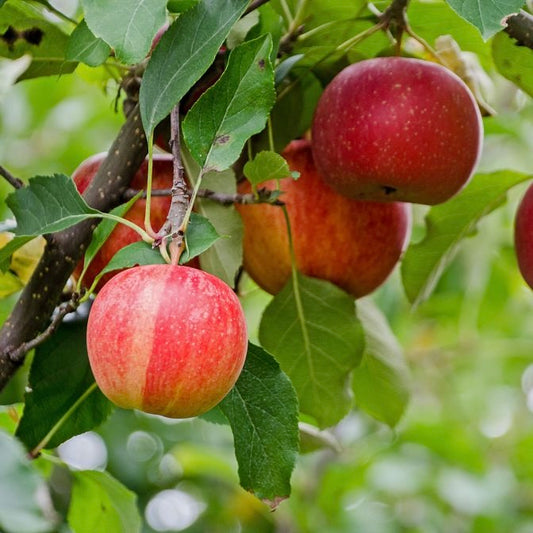 'Gala' Mini-Dwarf Apple Trees