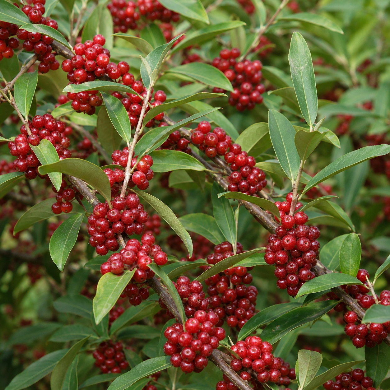 'Garnet' Autumn Olive
