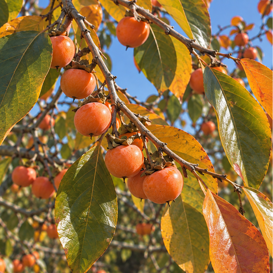 'Garretson' American Persimmon