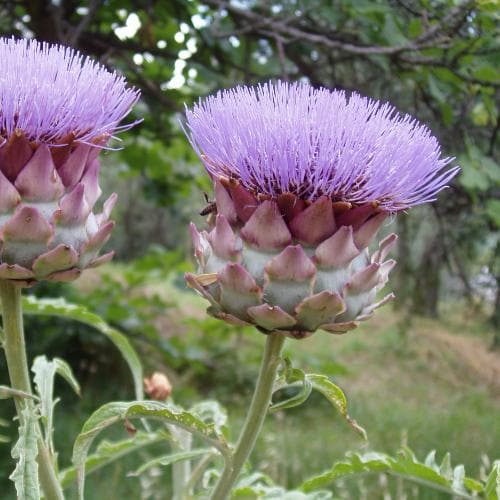 Globe Artichoke Plants