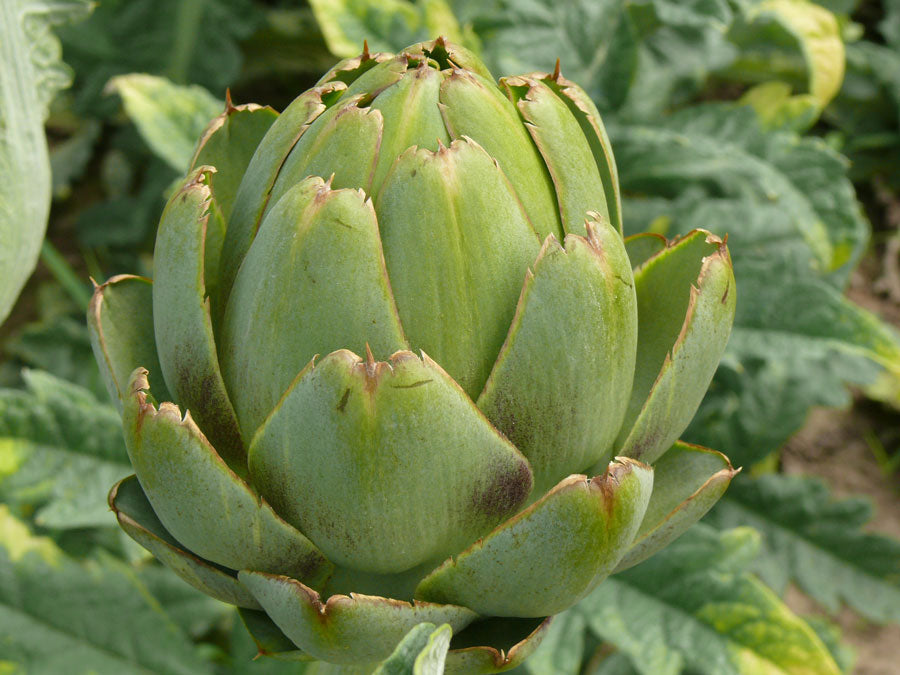 Globe Artichoke Plants