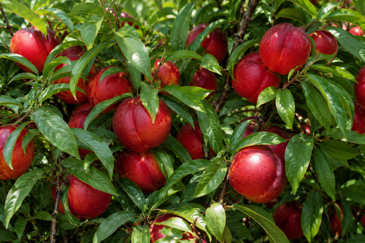 'Golden Prolific' Mini-Dwarf Nectarine