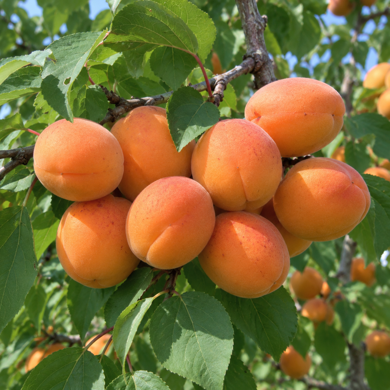 'Hargrand' Semi-Dwarf Apricot