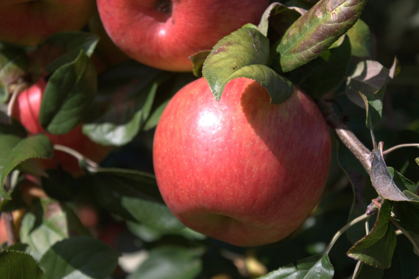 'Honeycrisp' Mini-Dwarf Apple Trees