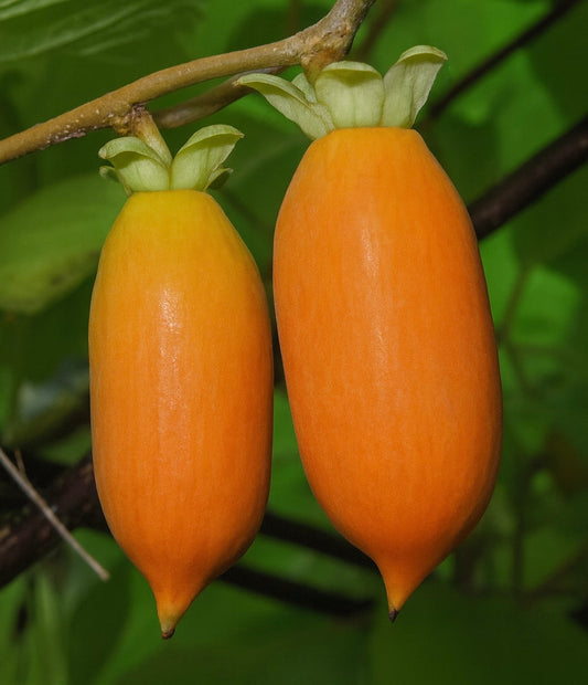 'Hot Pepper'™ Silver Vine Kiwi (Female)