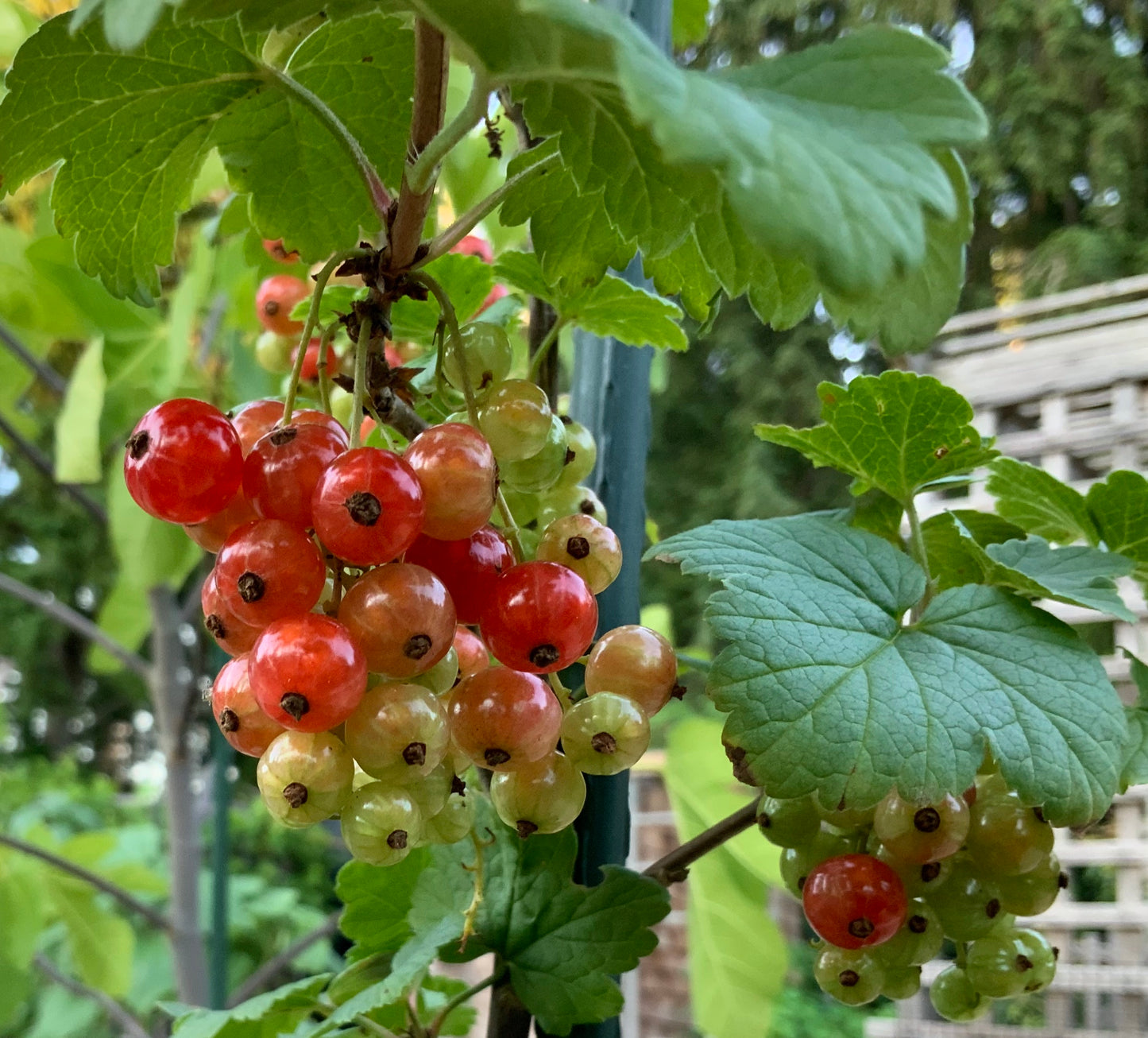 'Honeywood' Red Currant Plants