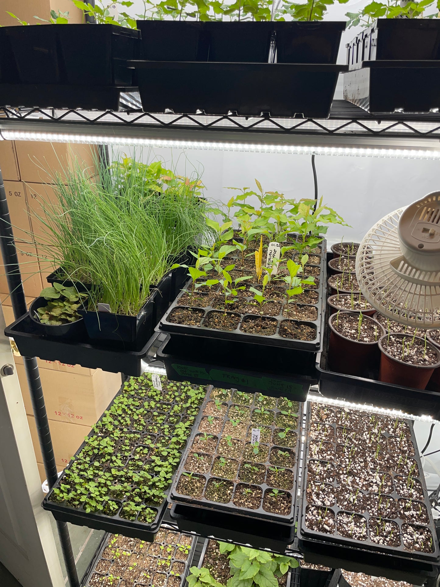 Seed Starting for the Home Flower and Vegetable Garden