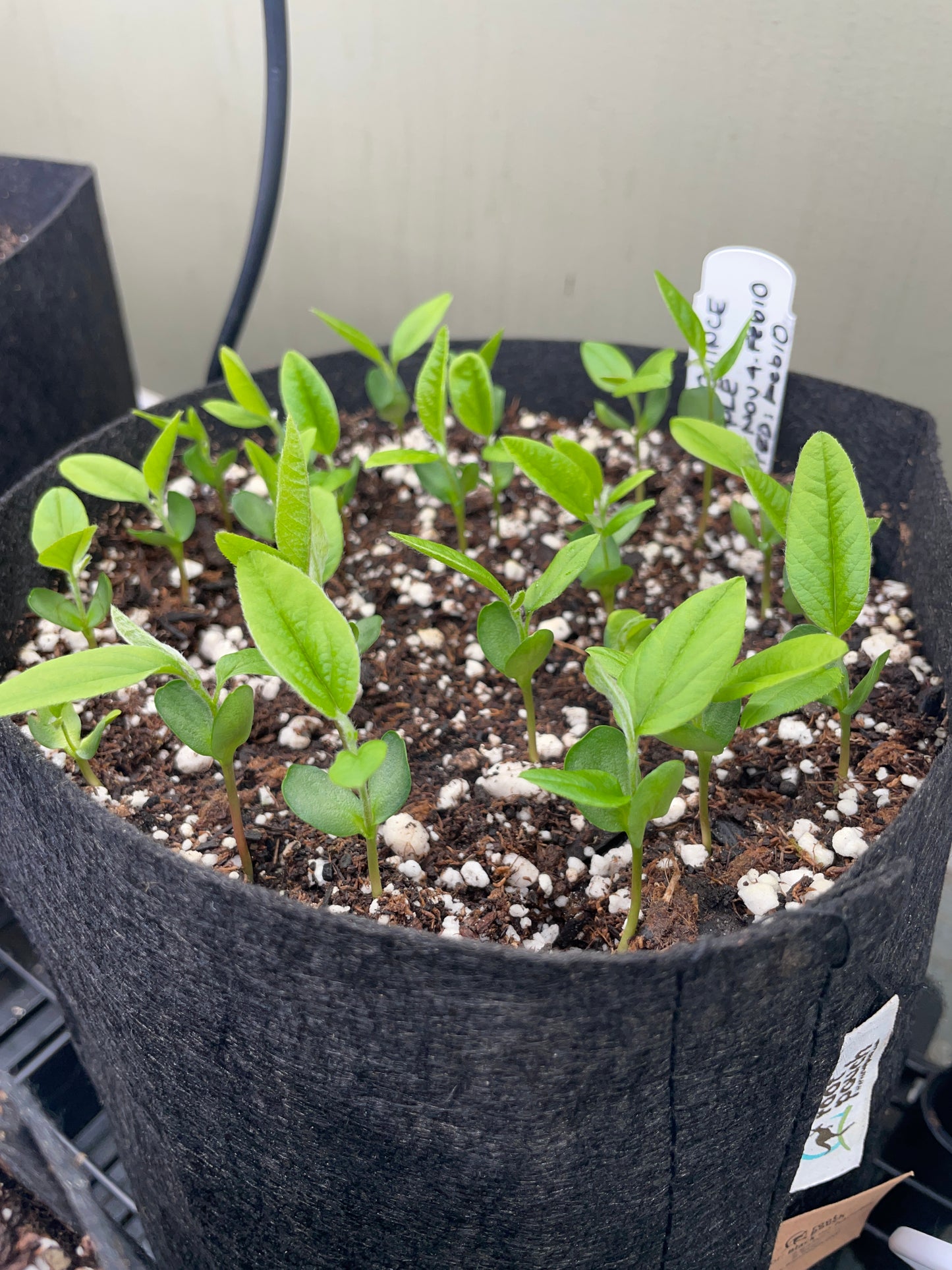Seed Starting for the Home Flower and Vegetable Garden