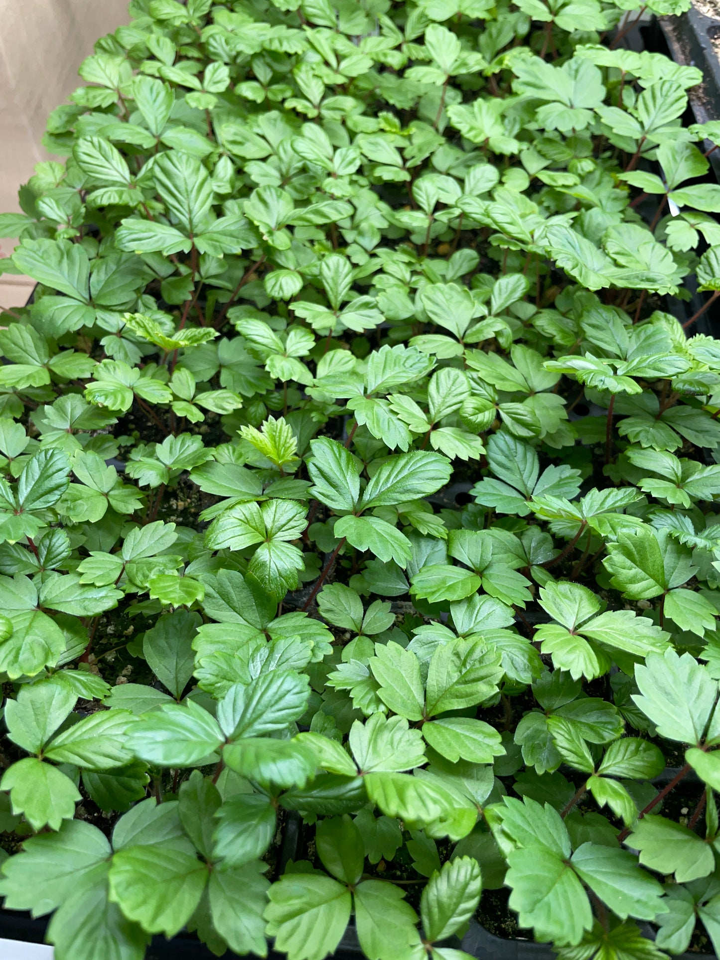Seed Starting for the Home Flower and Vegetable Garden