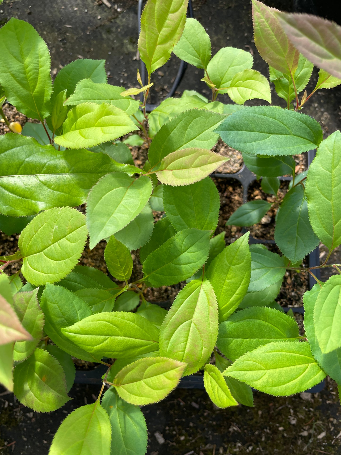 Seed Starting for the Home Flower and Vegetable Garden