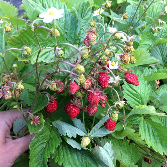 Wild Alpine Strawberry Plants