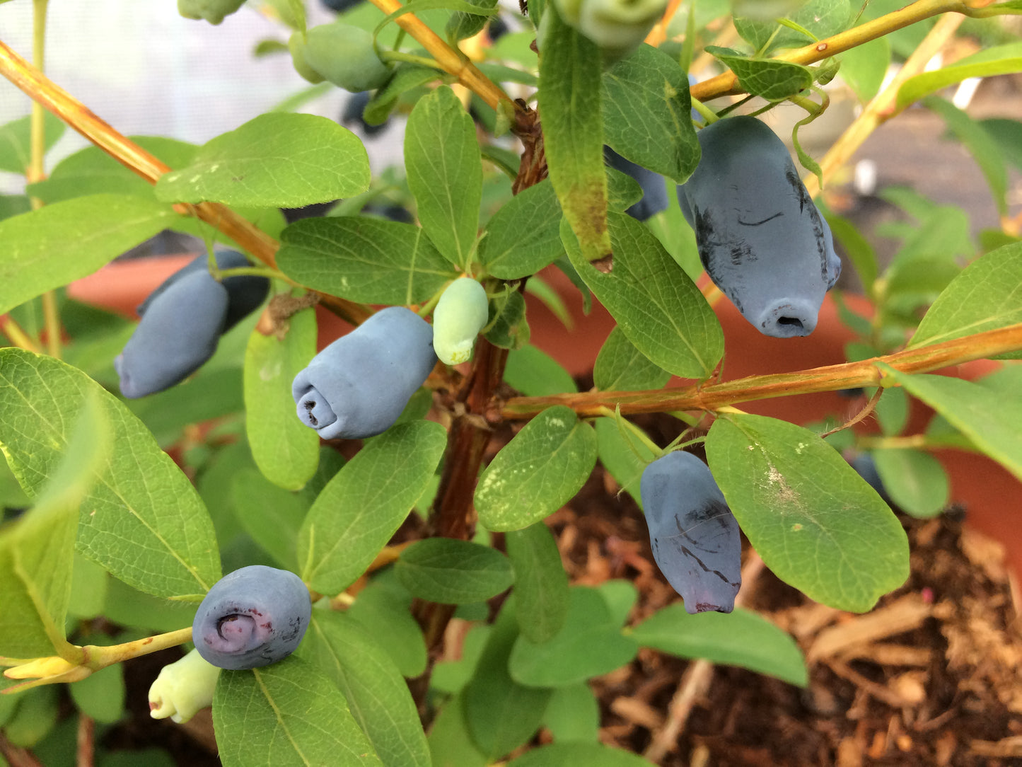 Honeyberry (Haskap) Plants