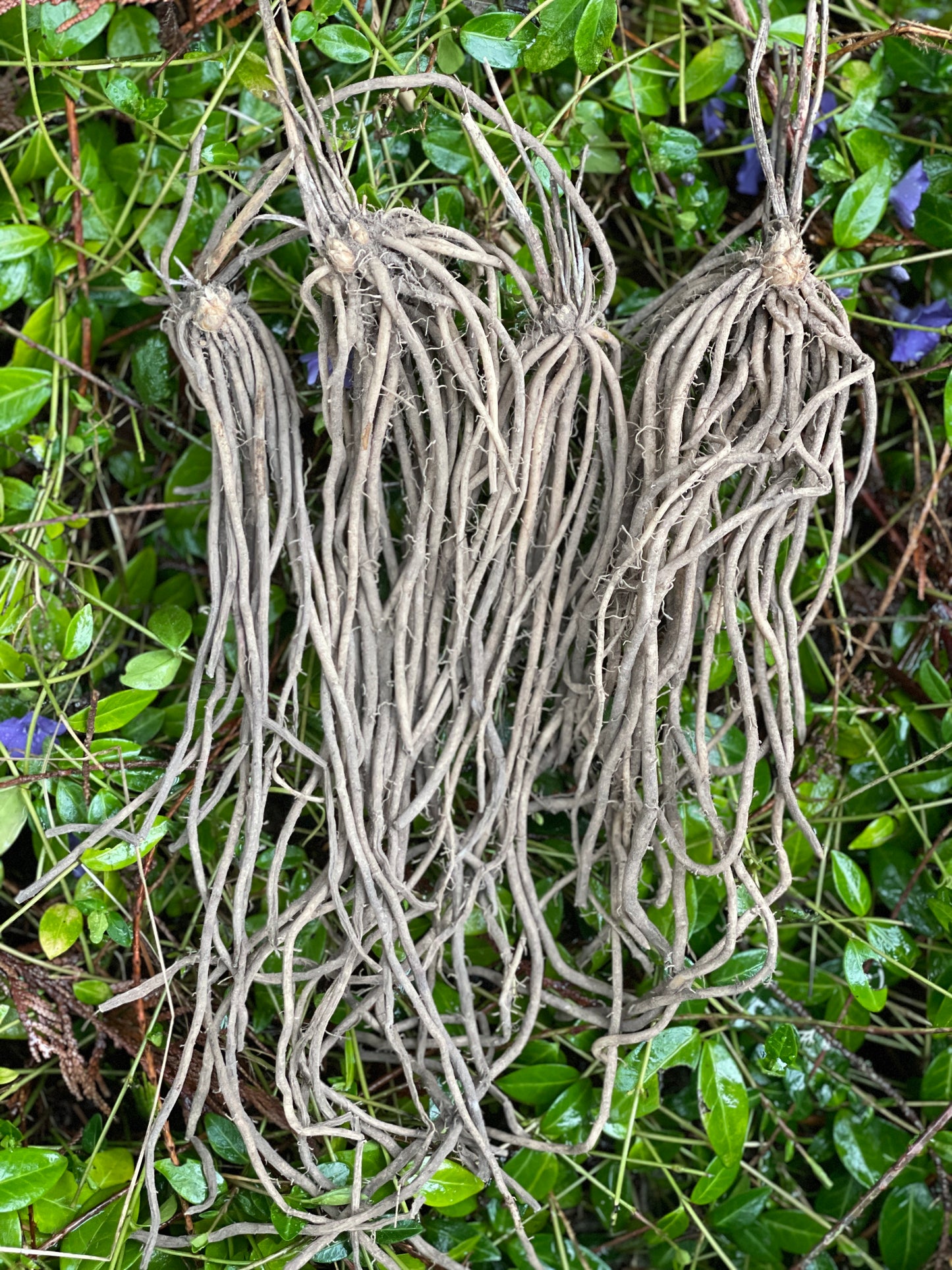'Eclipse' Asparagus