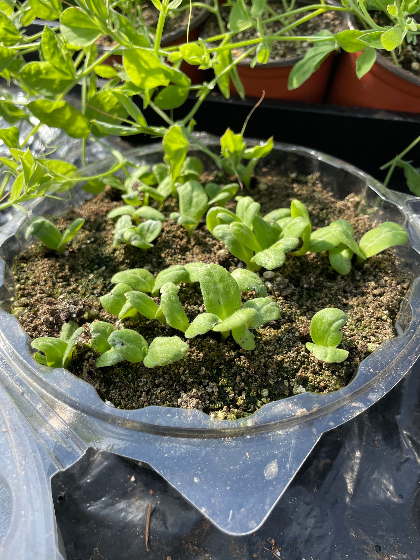 Seed Starting for the Home Flower and Vegetable Garden