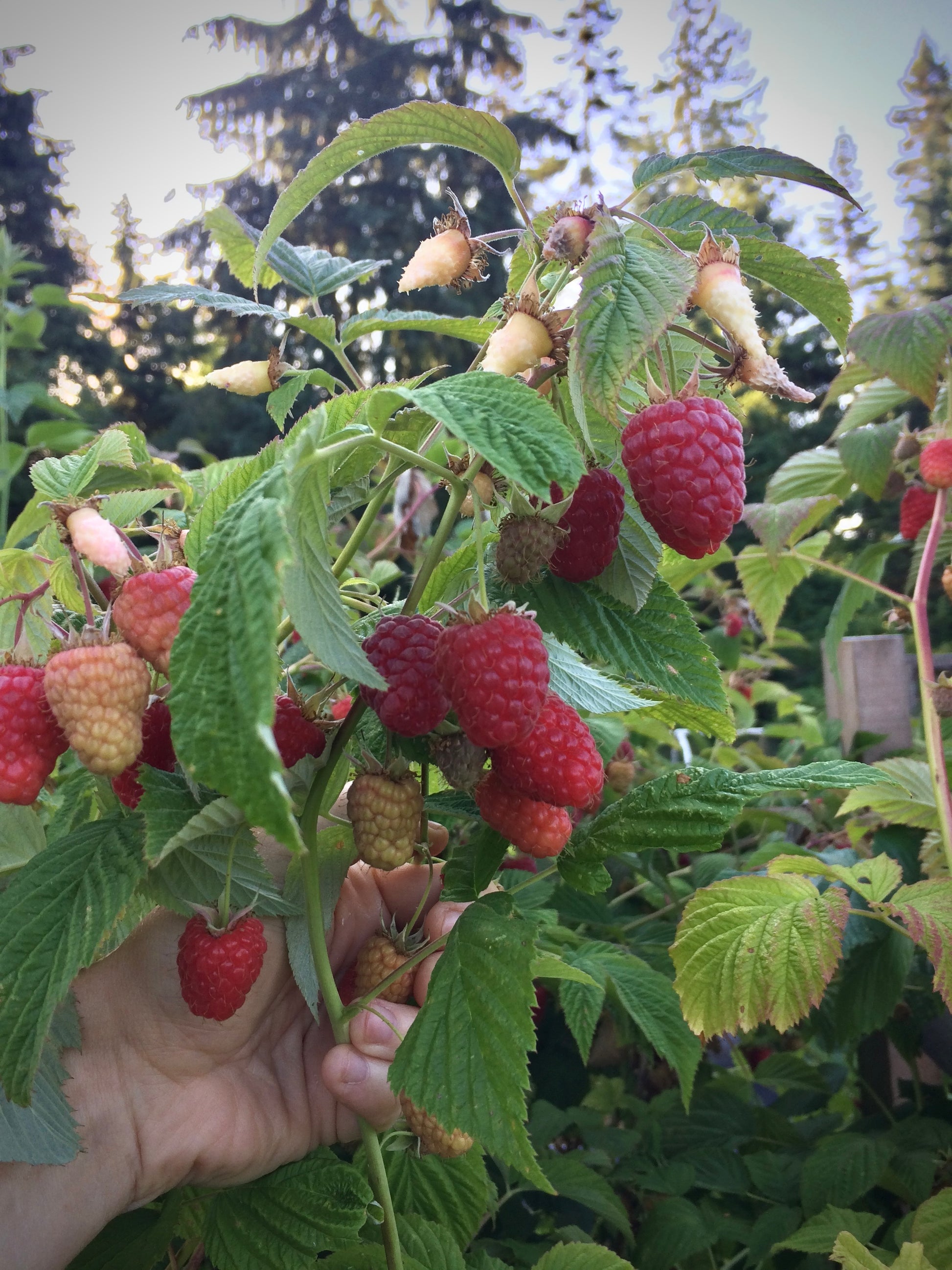 'Tulameen' Red Raspberry Plants for Sale on Vancouver Island, BC – West ...