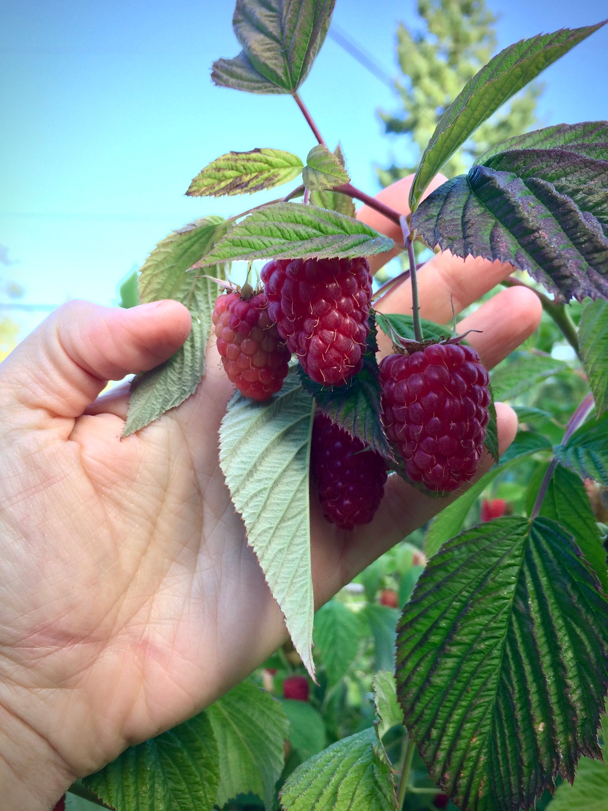 'Tulameen' Red Raspberry Plants for Sale on Vancouver Island, BC – West ...