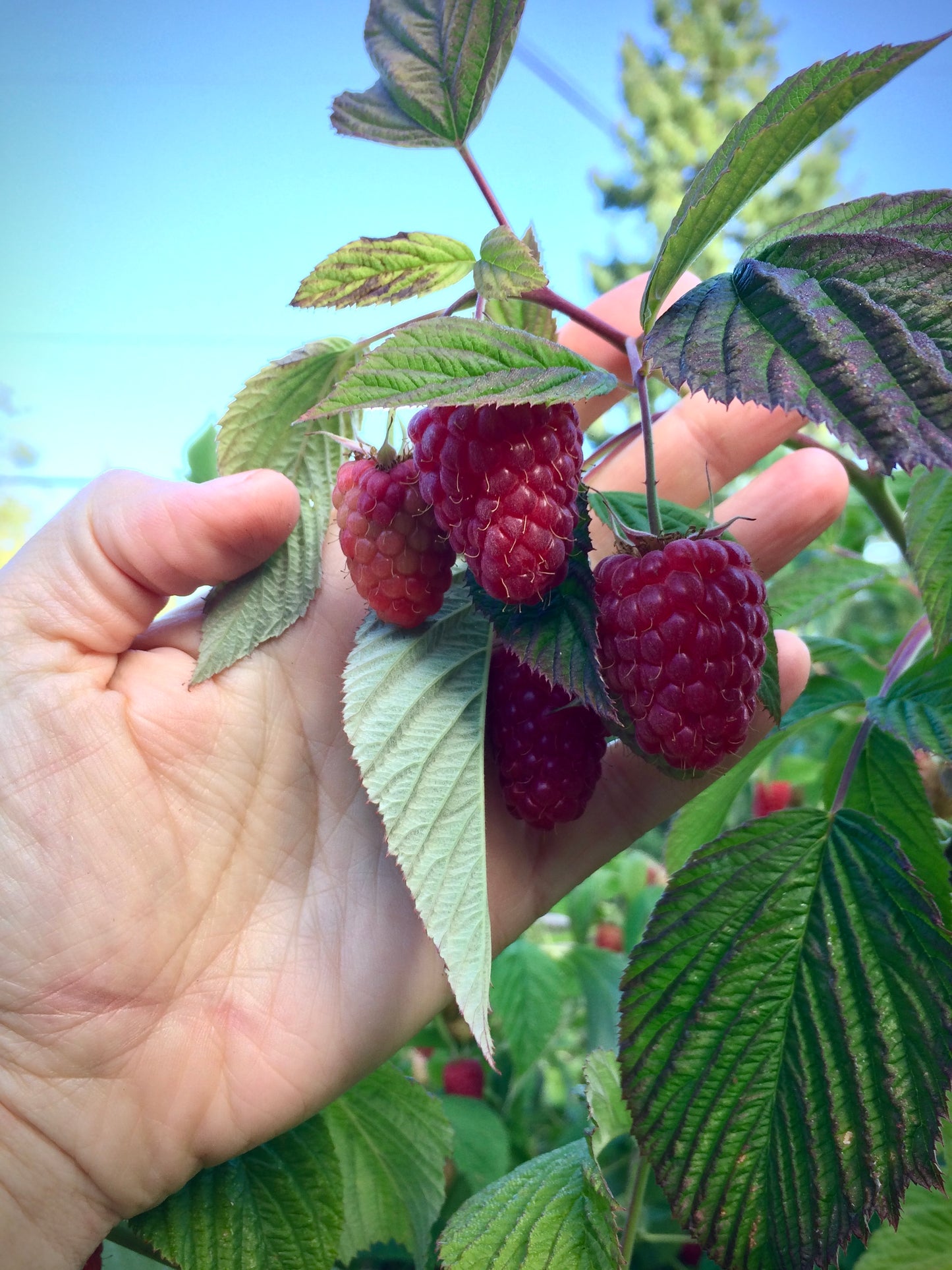 'Tulameen' Red Raspberry Plants