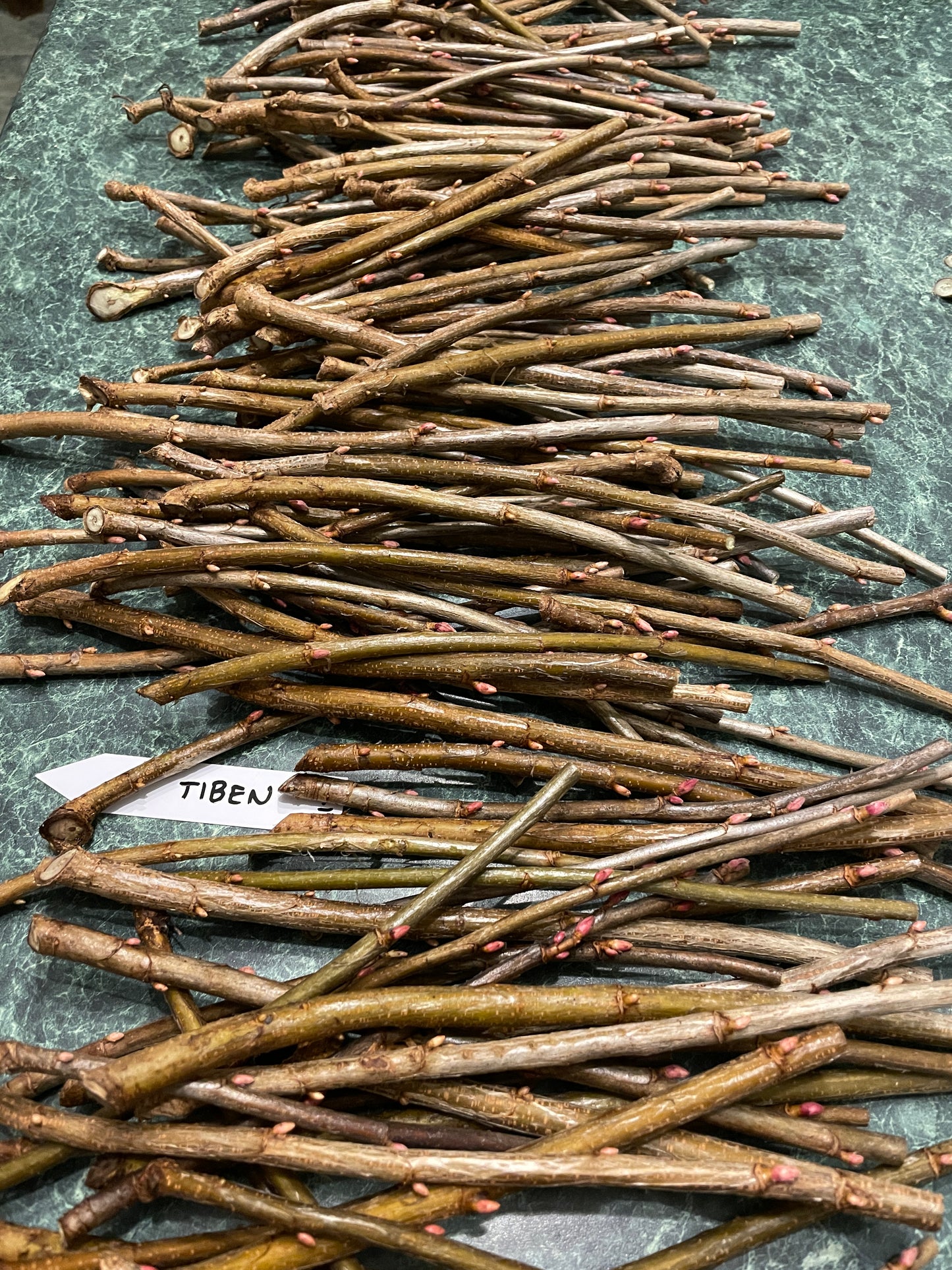 Blackcurrant Cuttings