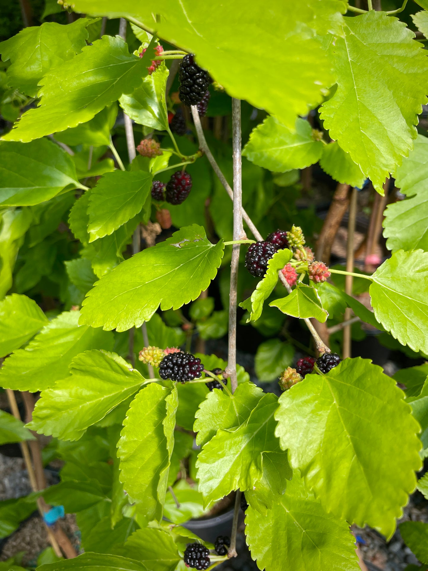 'Pendula' Weeping Mulberry