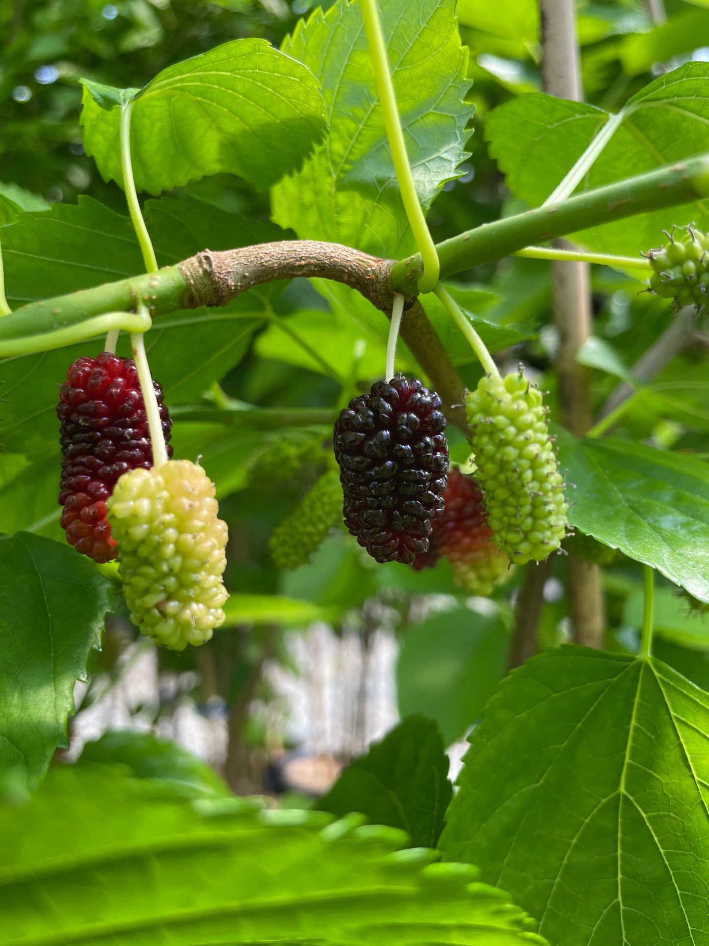 'Ik Soo Bong' Mulberry