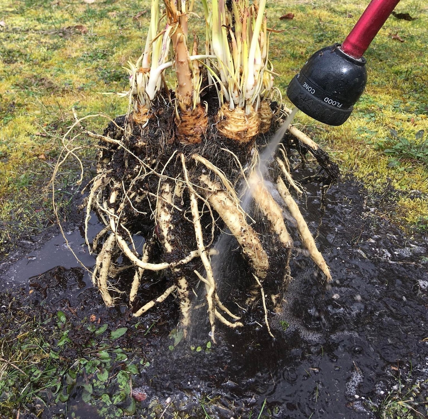 Horseradish Plants