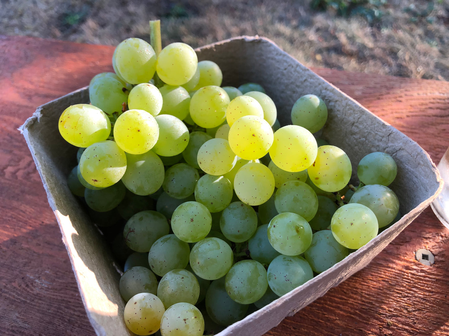 'Himrod' Table Grape Vines