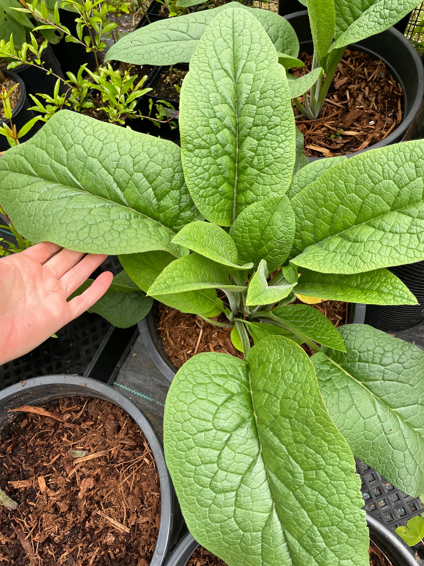 Comfrey (Not Edible)