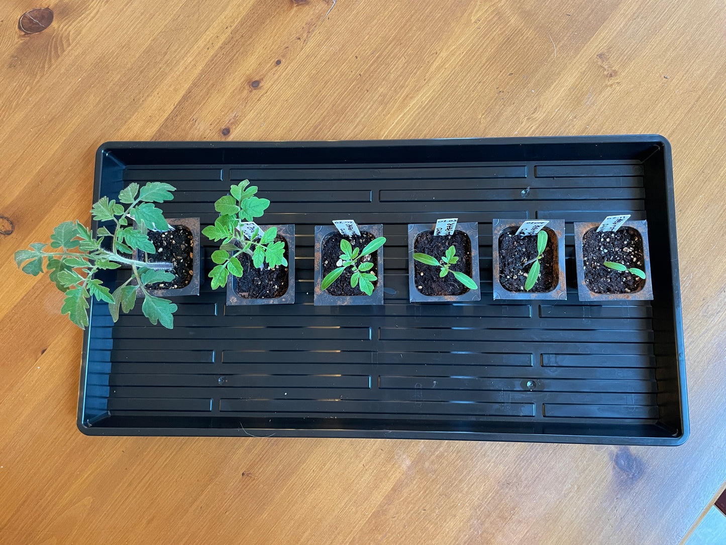 Seed Starting for the Home Flower and Vegetable Garden