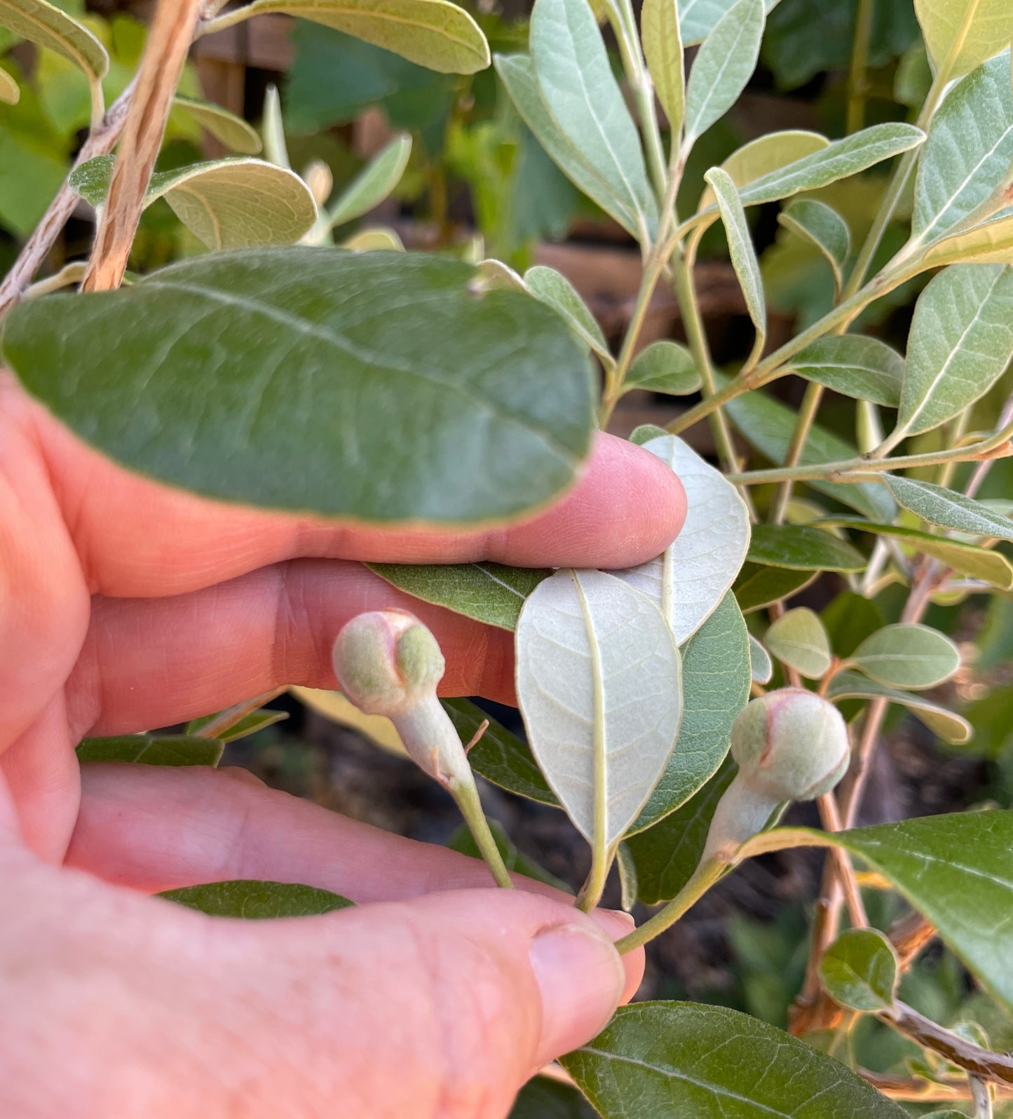 'Anatoki'™ Pineapple Guava (Feijoa)