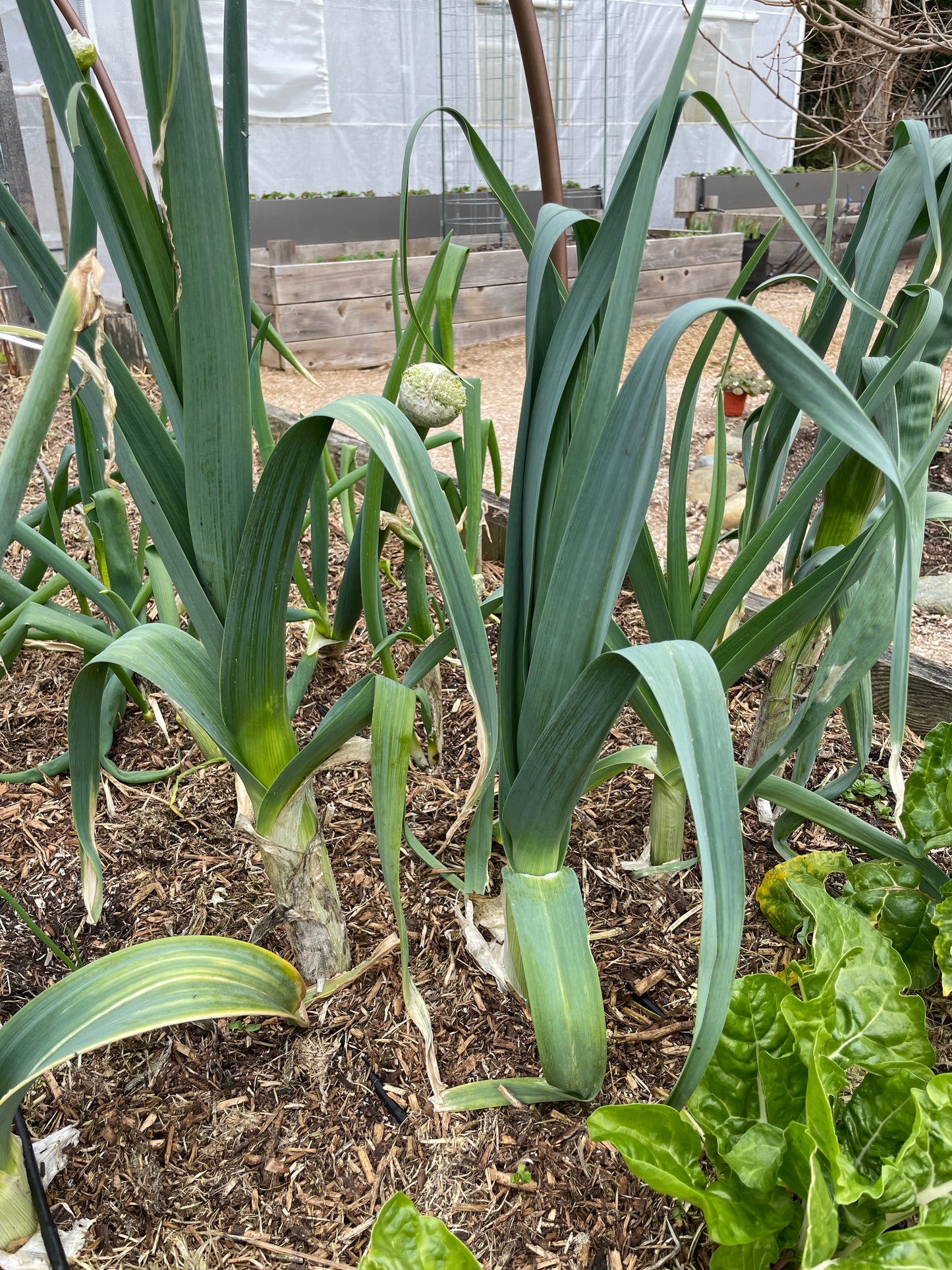 'Delft Perpetual' Leek