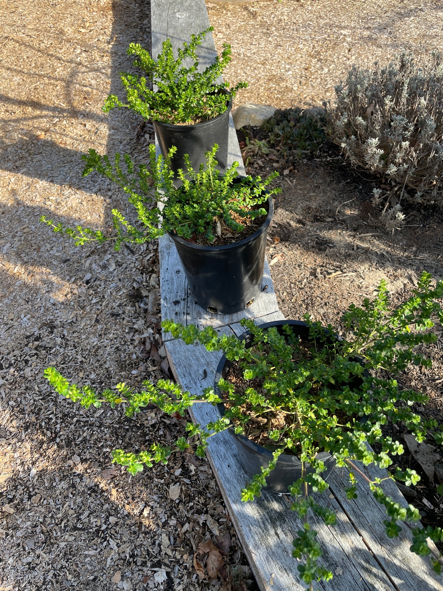 Alpine Mint Bush Plants