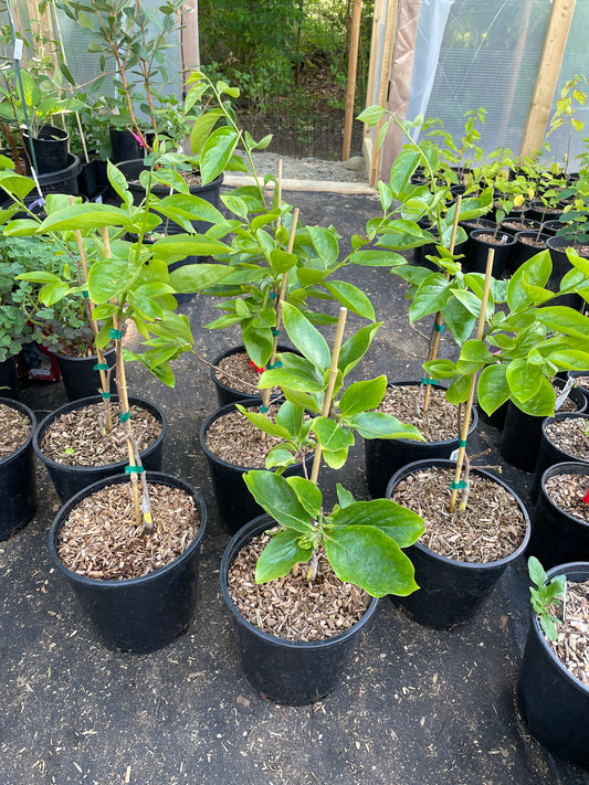 'Early Jiro' Japanese Persimmon Trees