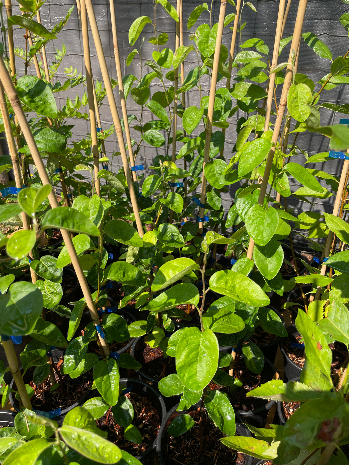 Fruiting Quince
