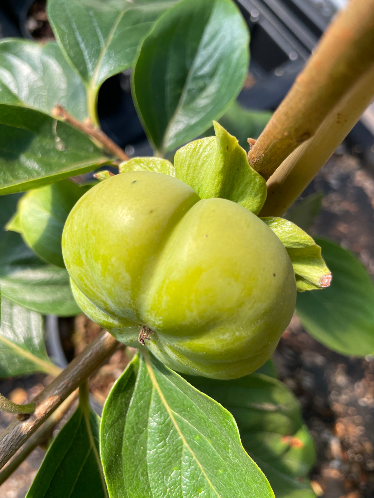 'Early Fuyu' Asian Persimmon