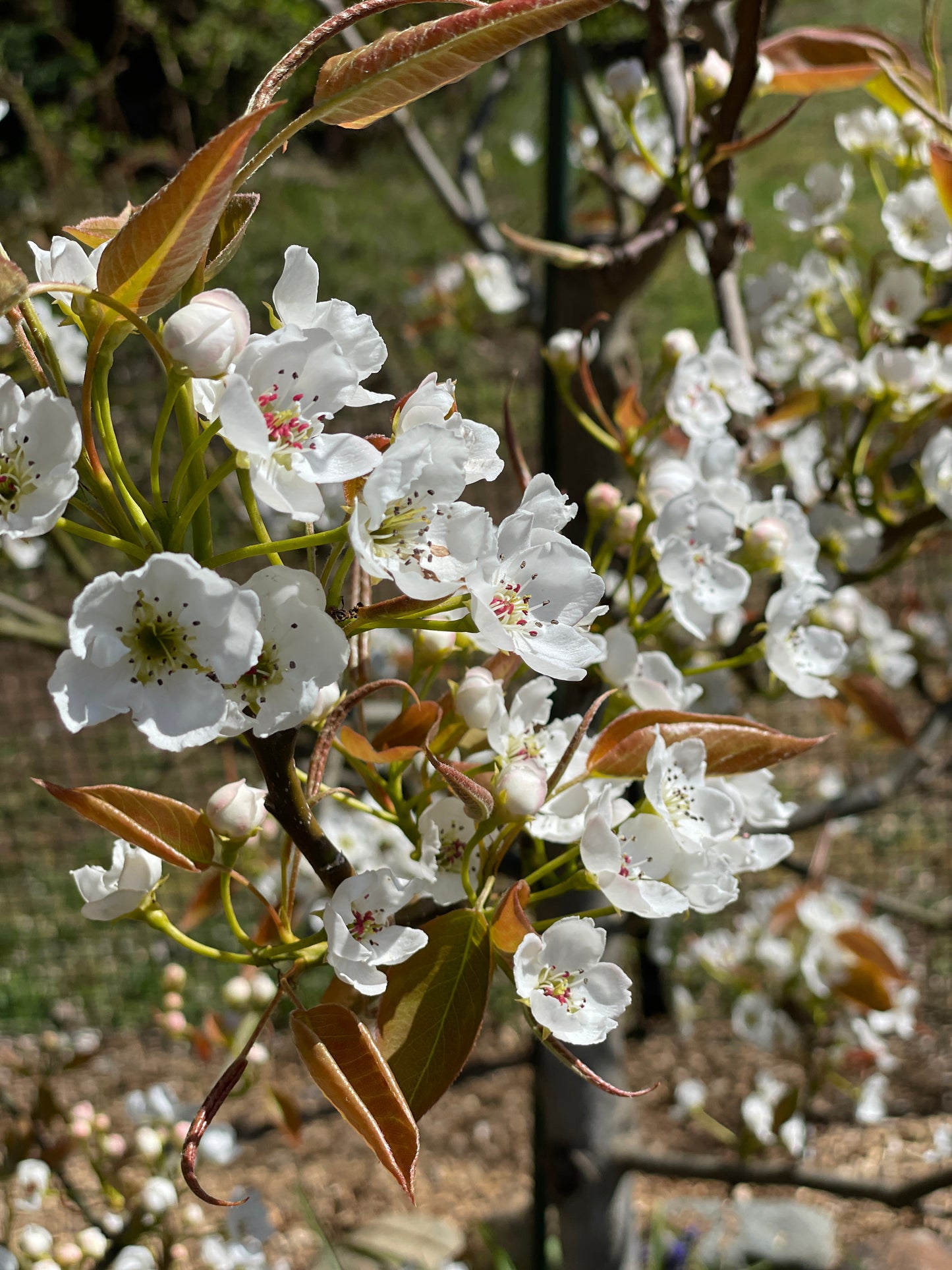 'Nijisseiki' (20th Century) Asian Pear