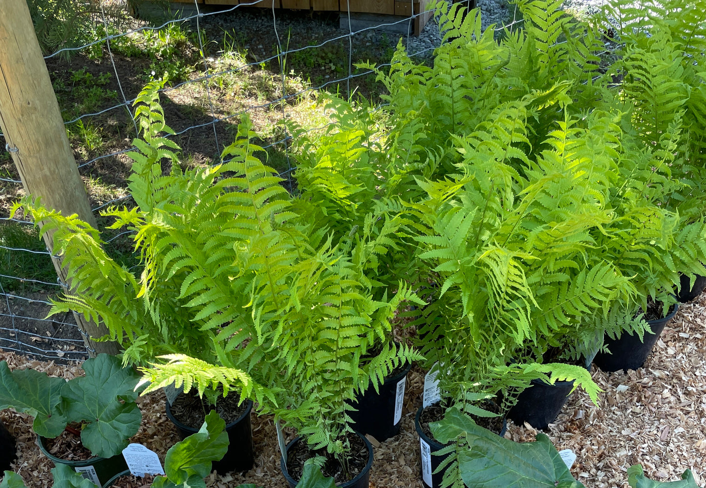 Ostrich Ferns