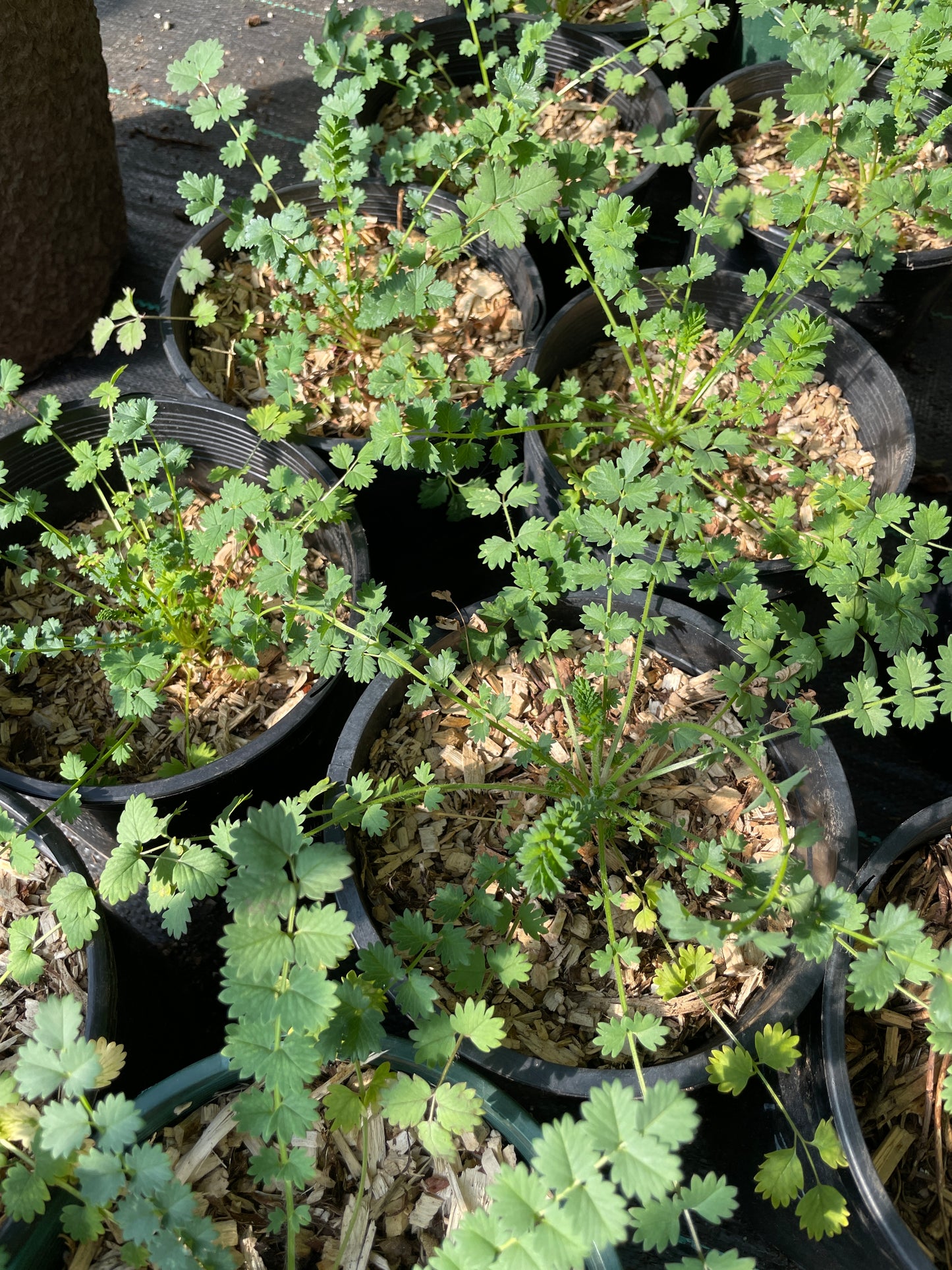 Salad Burnet