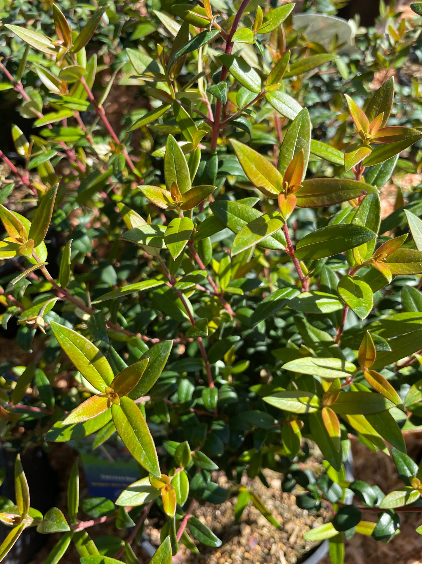 Chilean Guava Plants