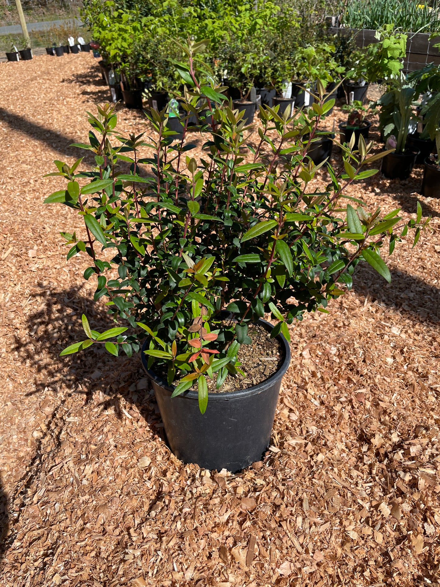 Chilean Guava Plants