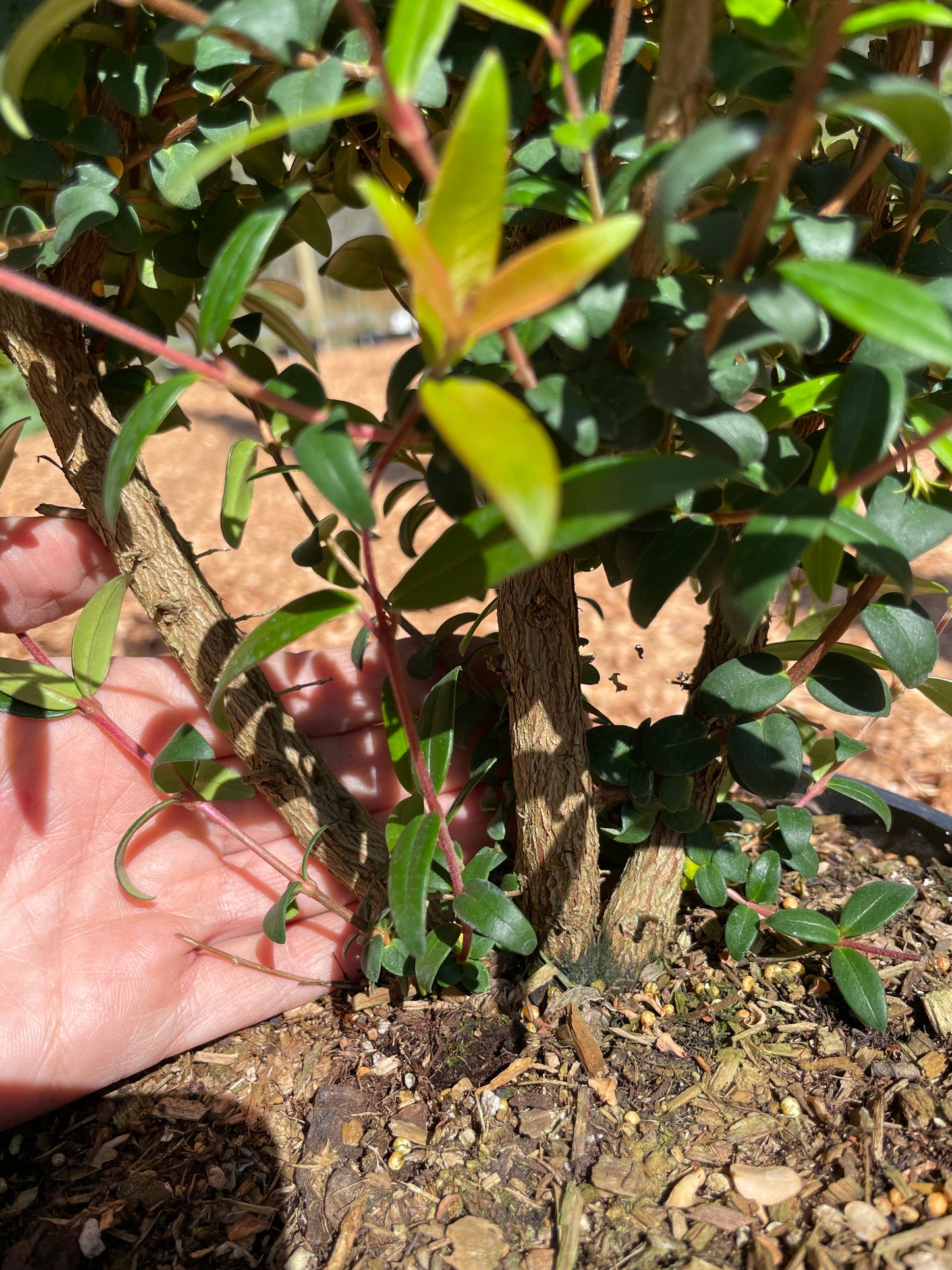 Chilean Guava Plants